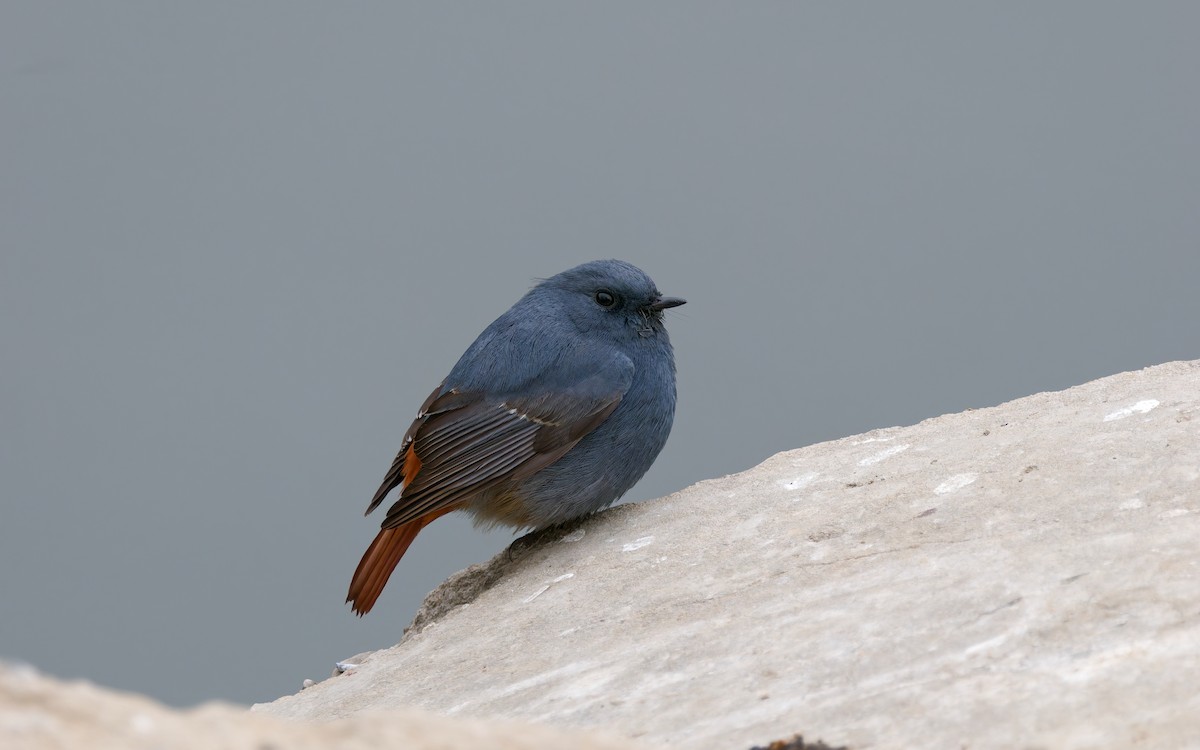 Горихвістка сиза - ML650559950