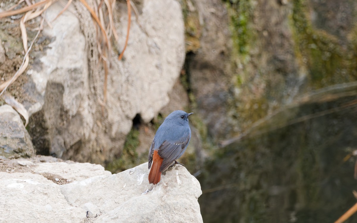 Горихвістка сиза - ML650559951