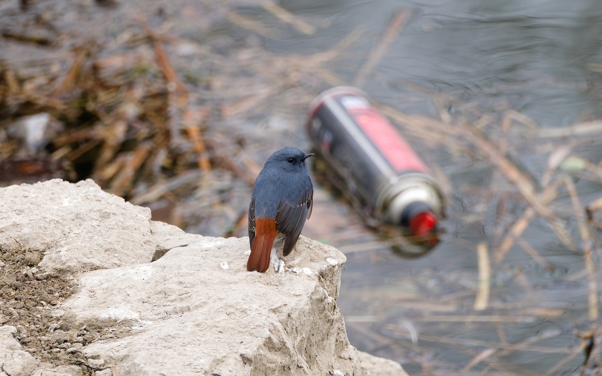 Горихвістка сиза - ML650559953