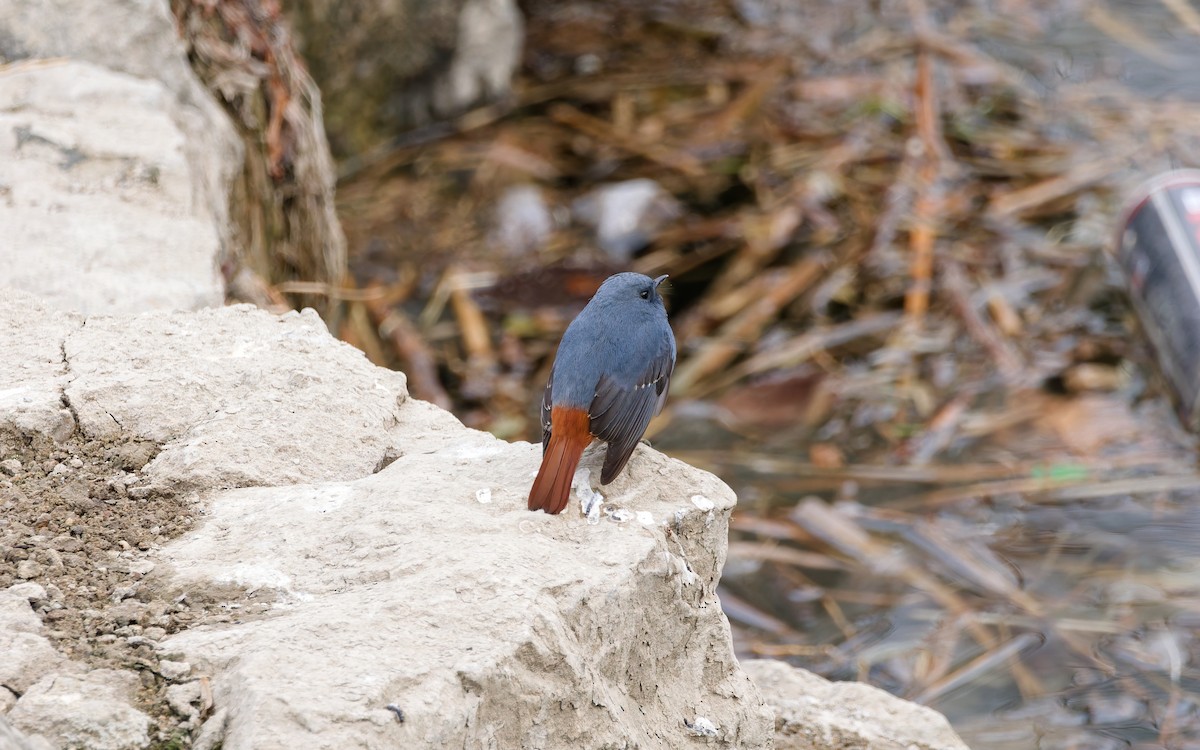 Горихвістка сиза - ML650559954