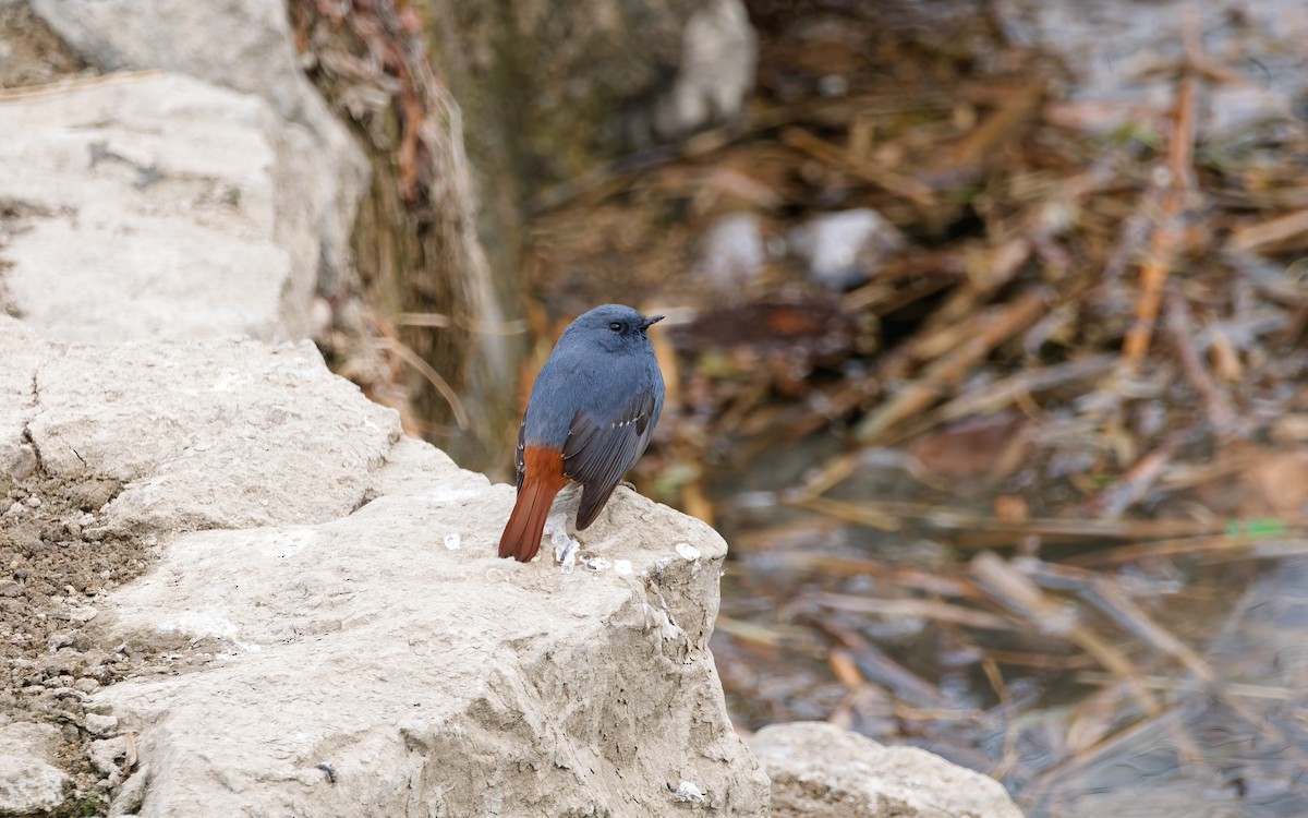 Горихвістка сиза - ML650559955