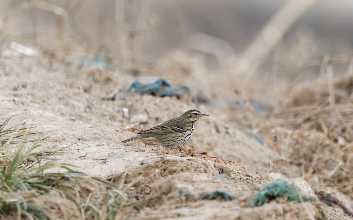Щеврик оливковий - ML650559966