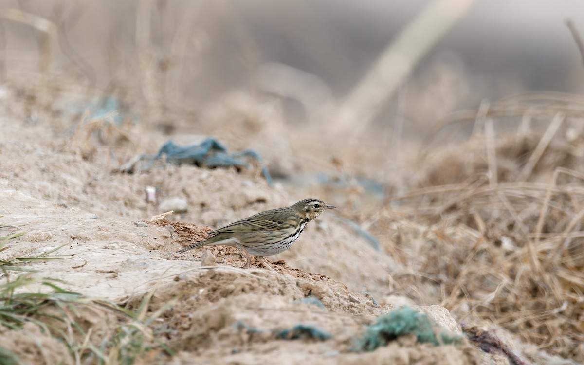 Щеврик оливковий - ML650559967