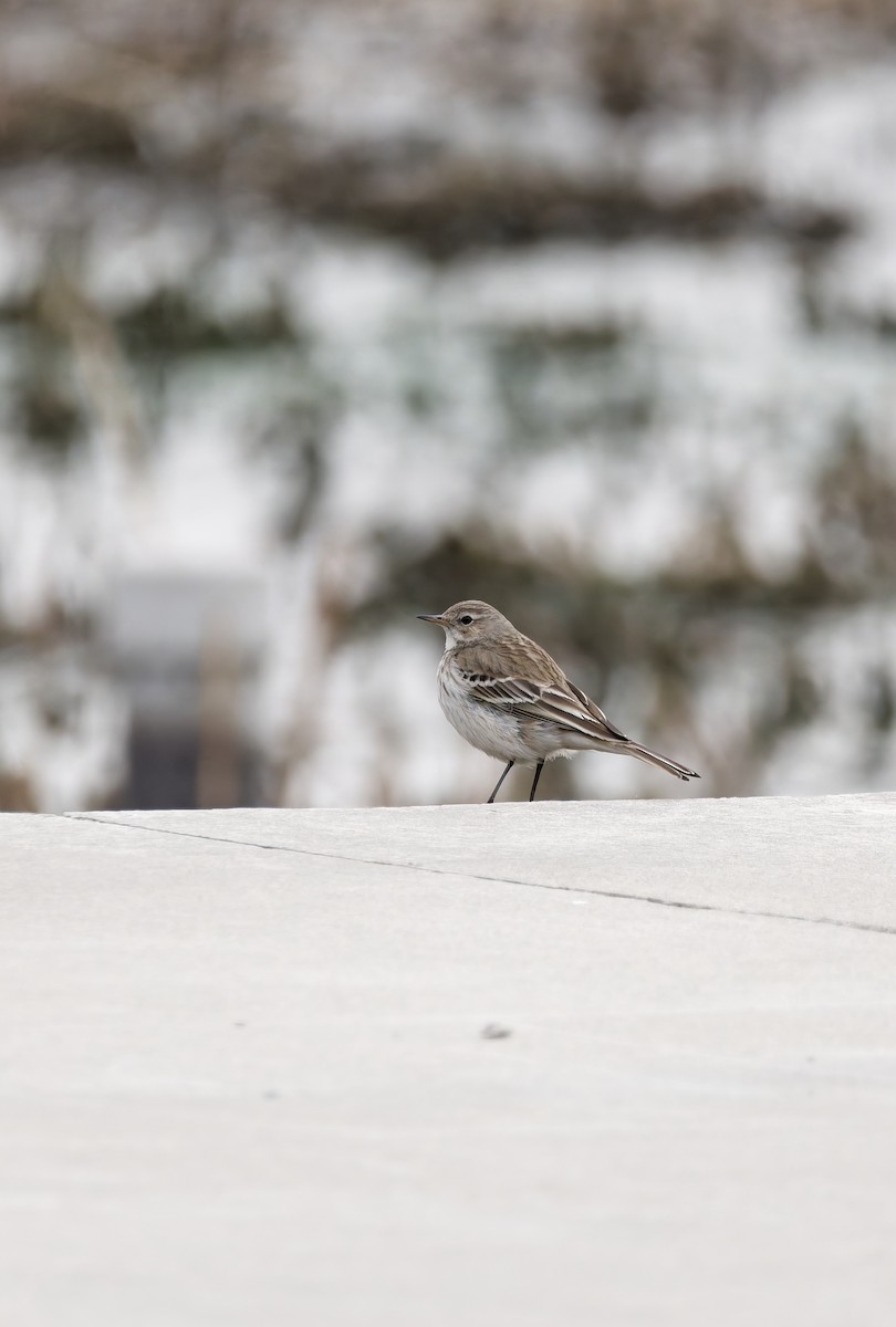 Щеврик гірський - ML650559969