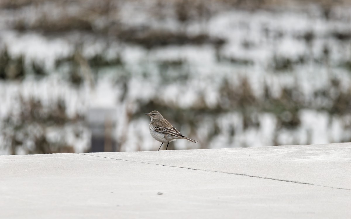 Щеврик гірський - ML650559970