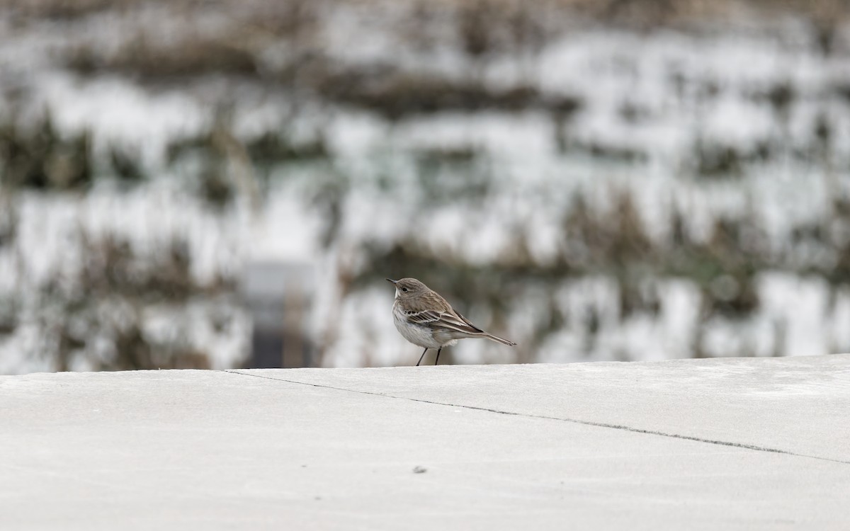 Щеврик гірський - ML650559971