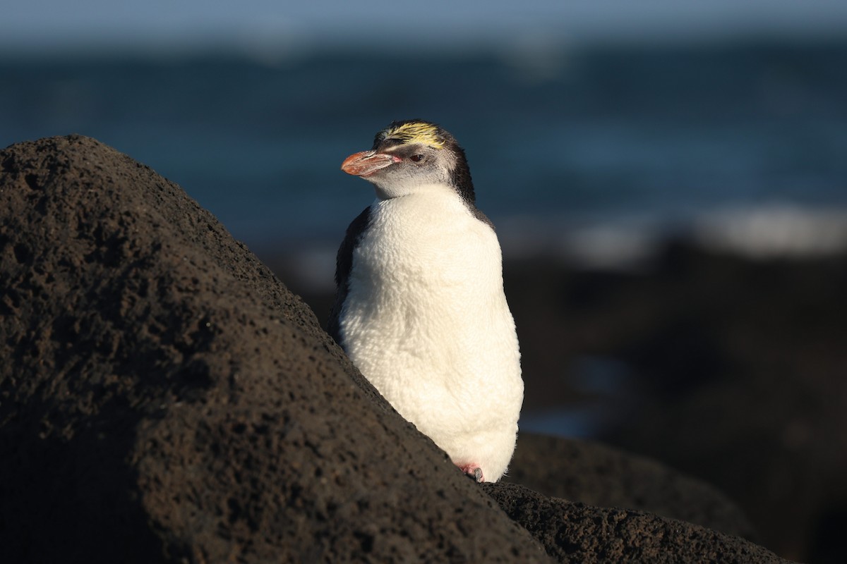 Royal Penguin - ML650559978