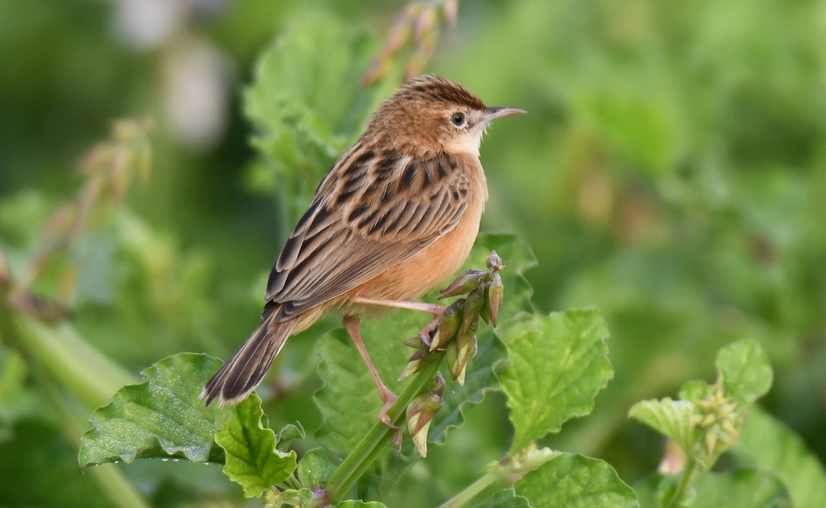 棕扇尾鶯 - ML650560595