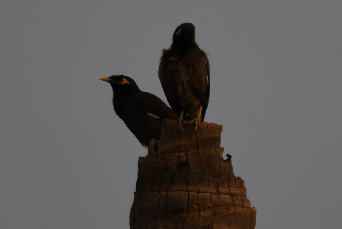 家八哥 - ML650560607