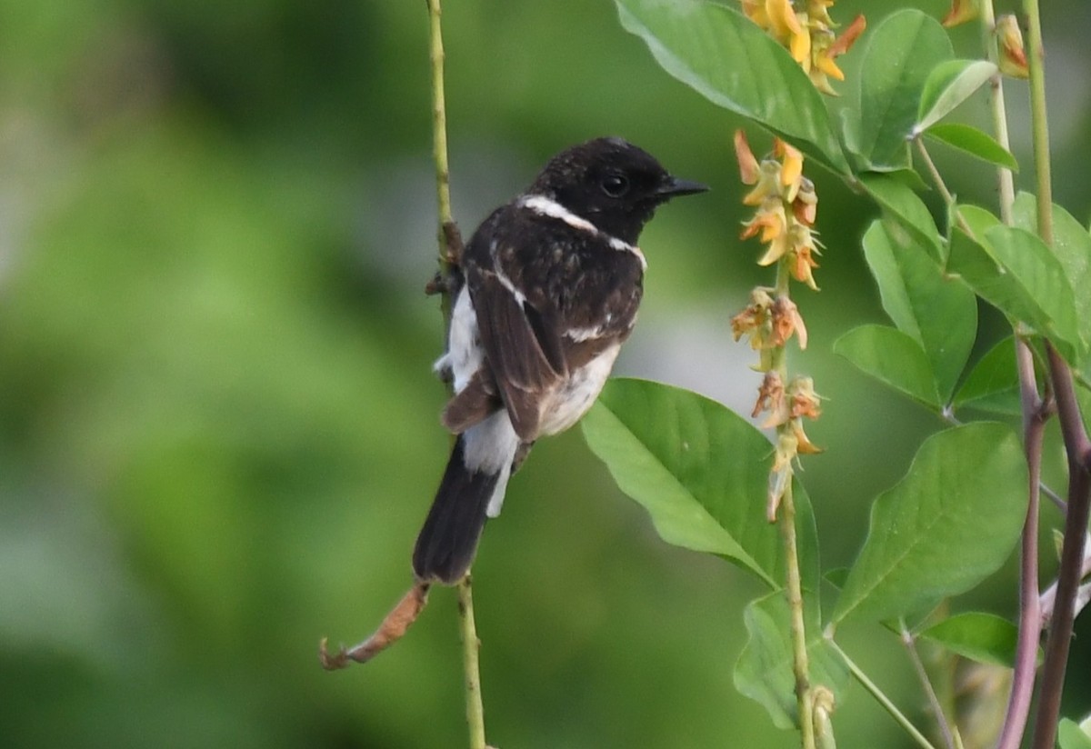 Siberian Stonechat - ML650560623