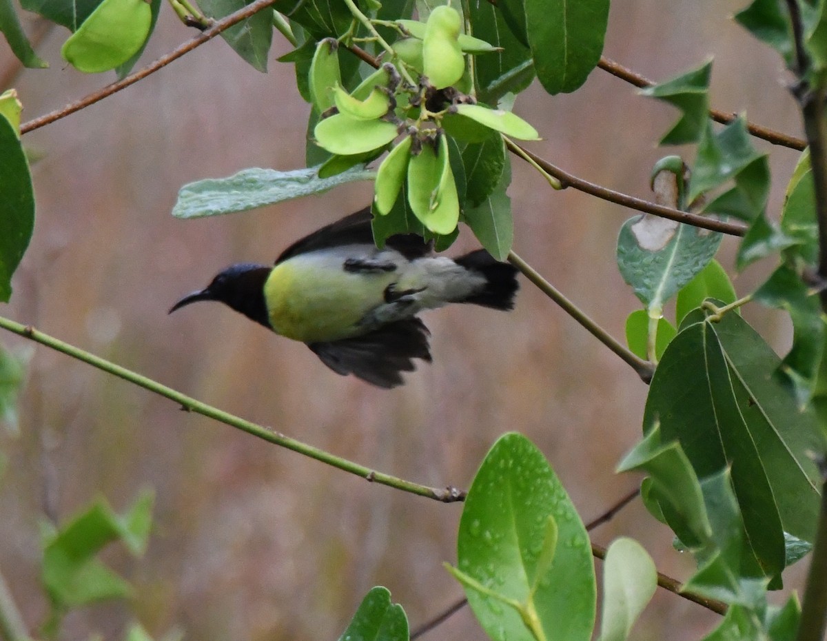 Purple-rumped Sunbird - ML650560634