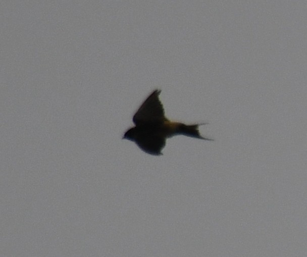 東方金腰燕 - ML650560682