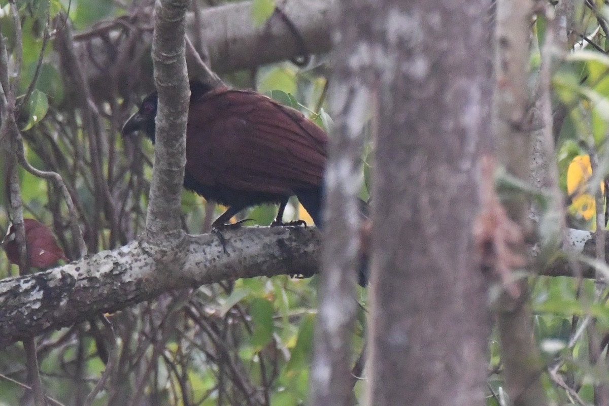 褐翅鴉鵑 - ML650560708