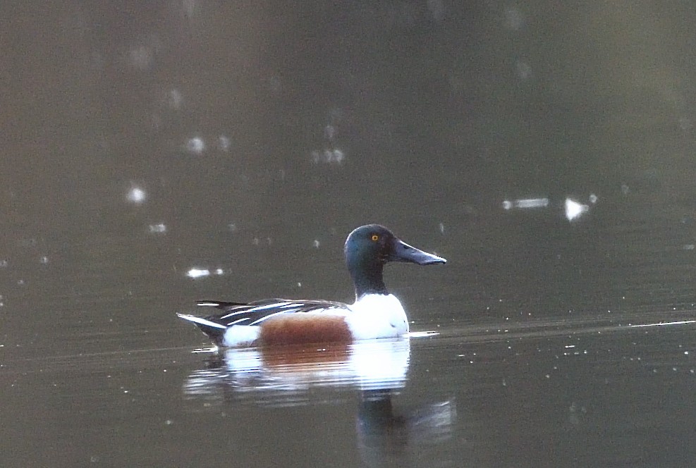 lžičák pestrý - ML650560784