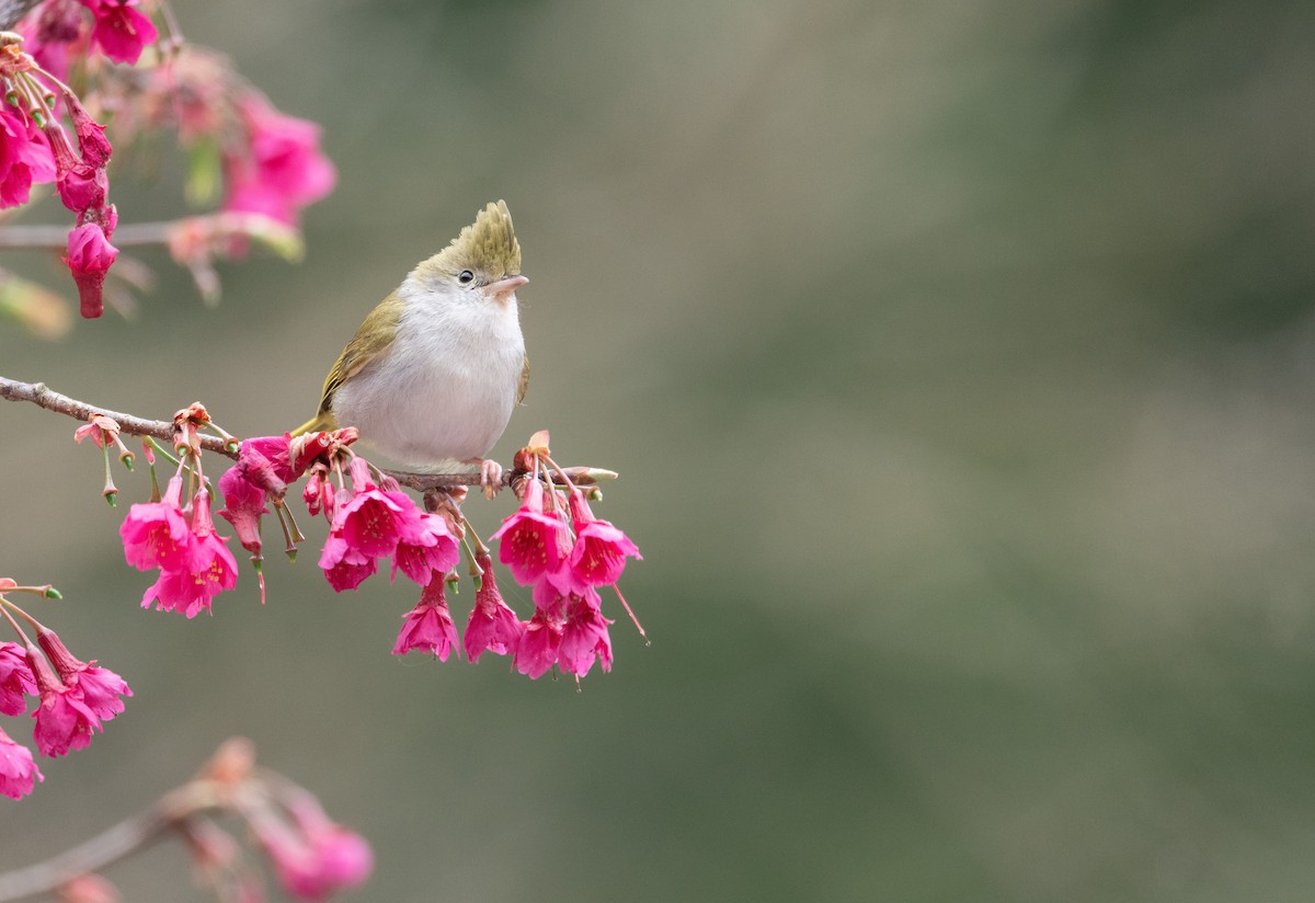 Чупурник - ML650560827