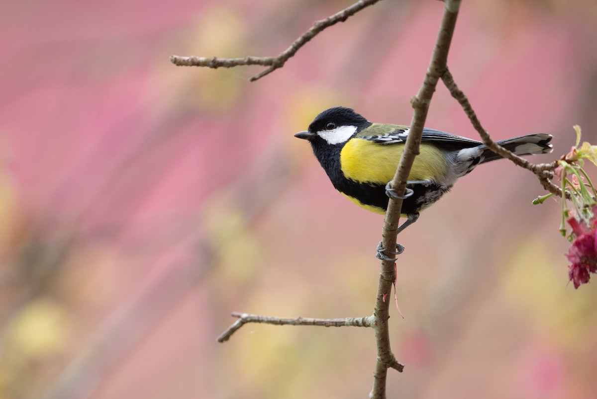 Синиця зеленоспинна - ML650560835