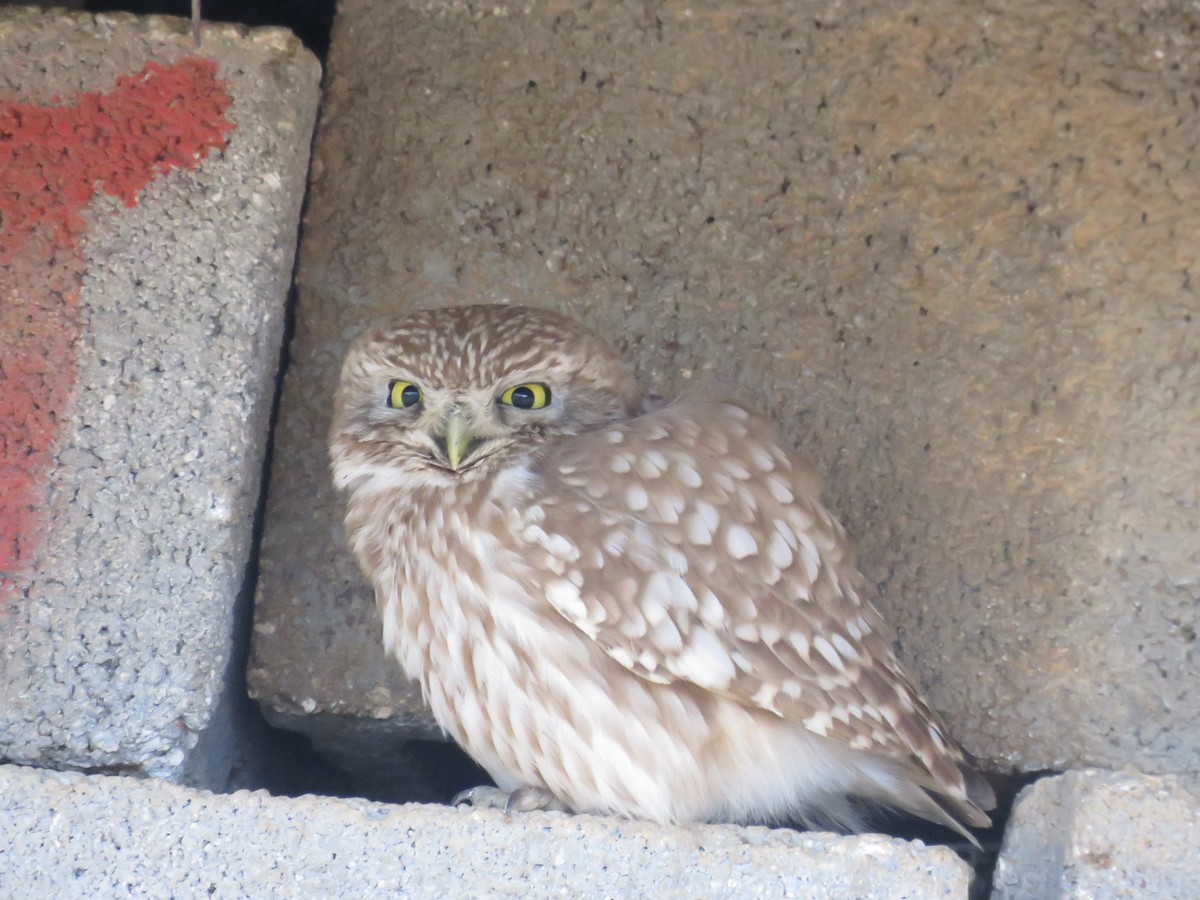 Little Owl - ML650560921