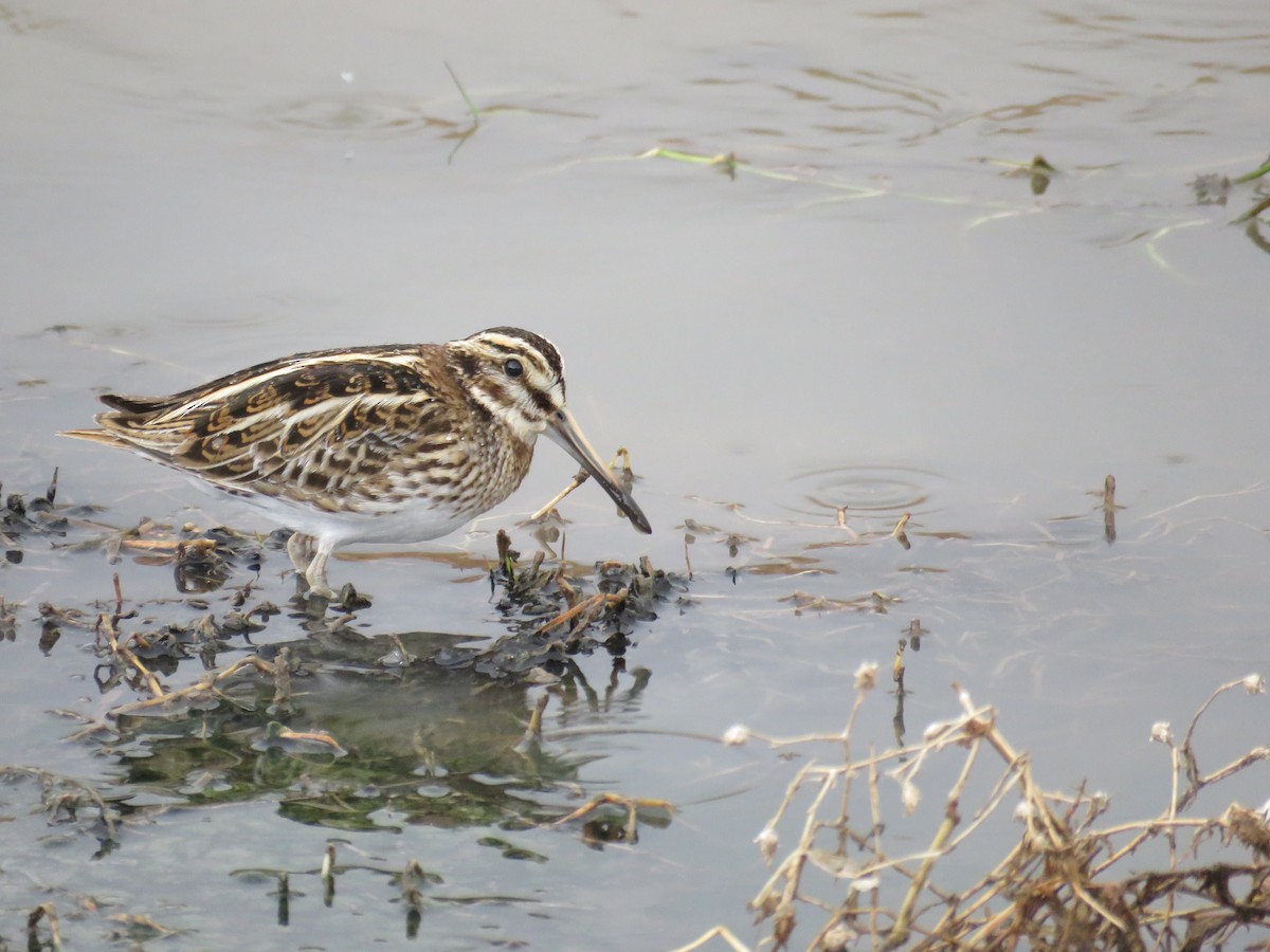 Jack Snipe - ML650560923