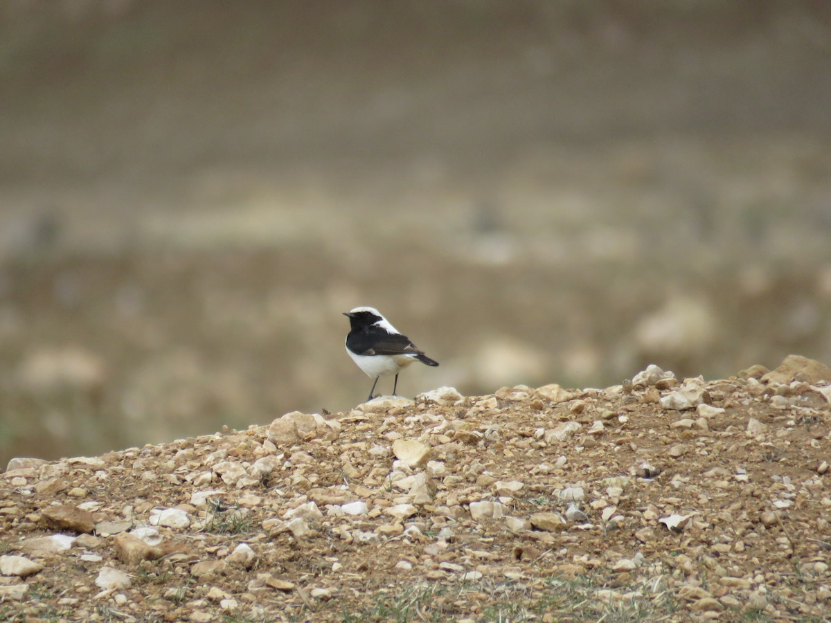 Finsch's Wheatear - ML650560929