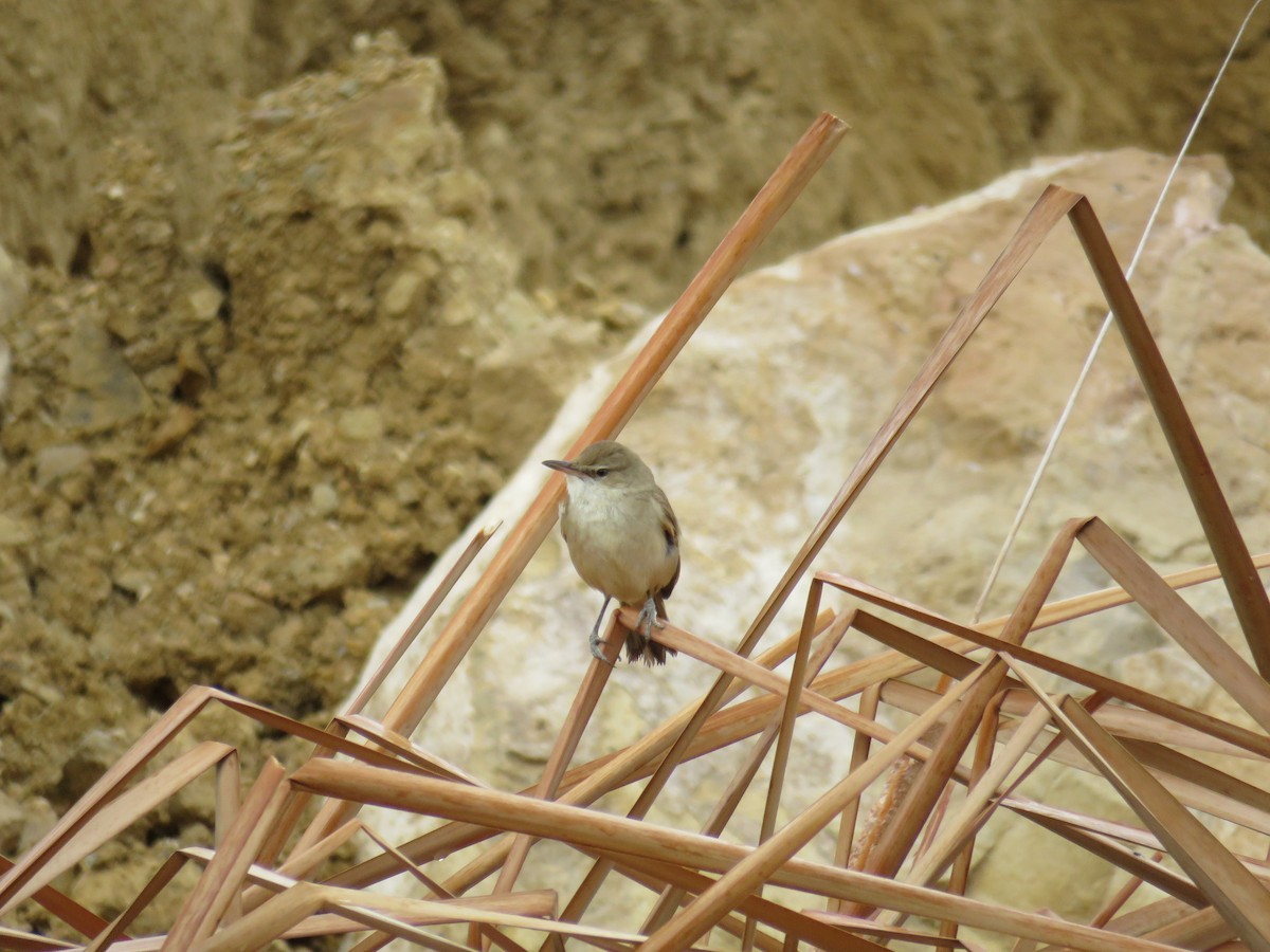 Clamorous Reed Warbler - ML650560934