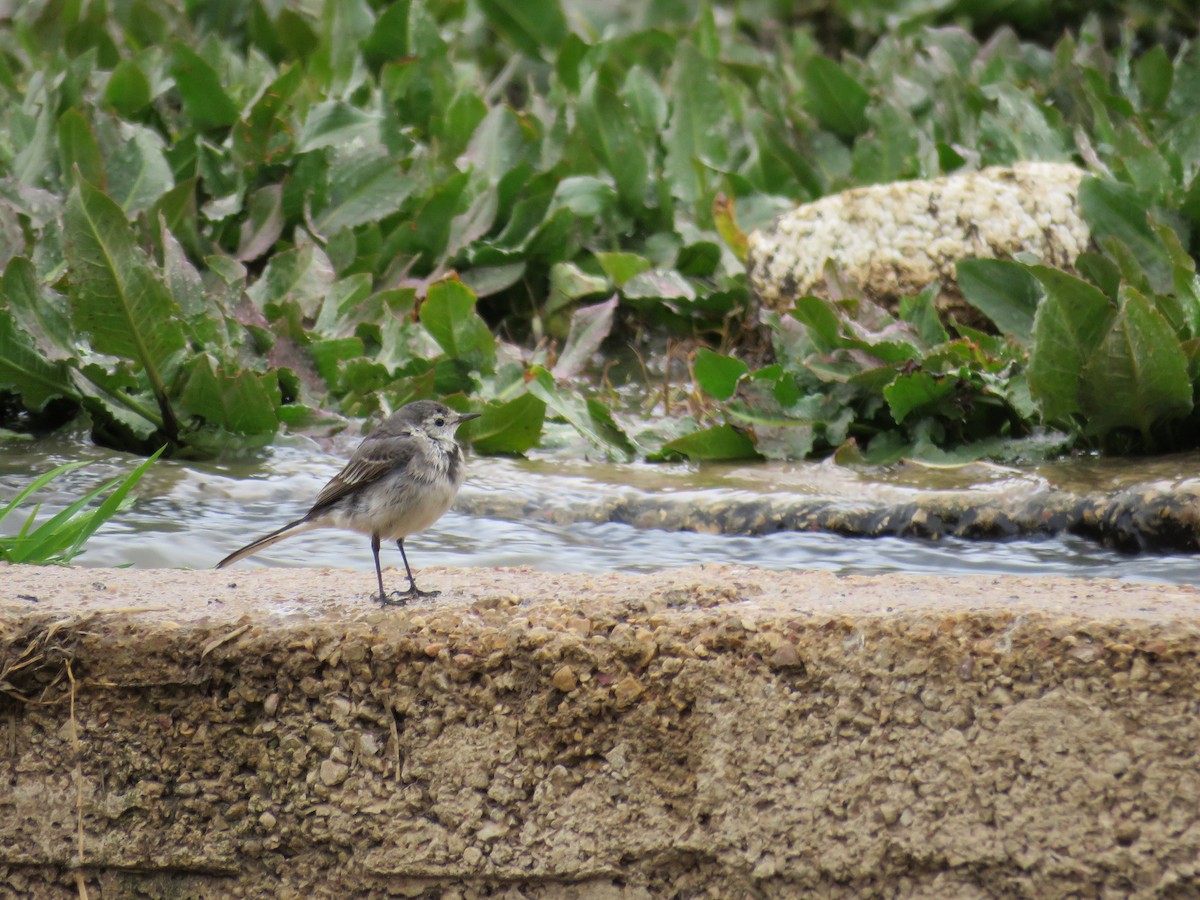 White Wagtail - ML650560947
