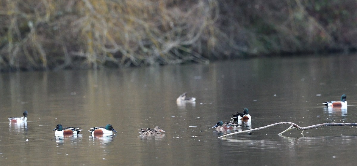 lžičák pestrý - ML650560971