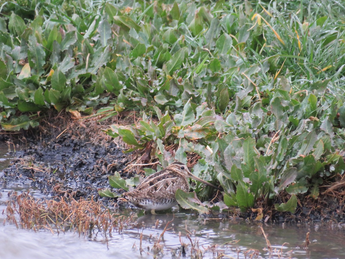 Common Snipe - ML650560975