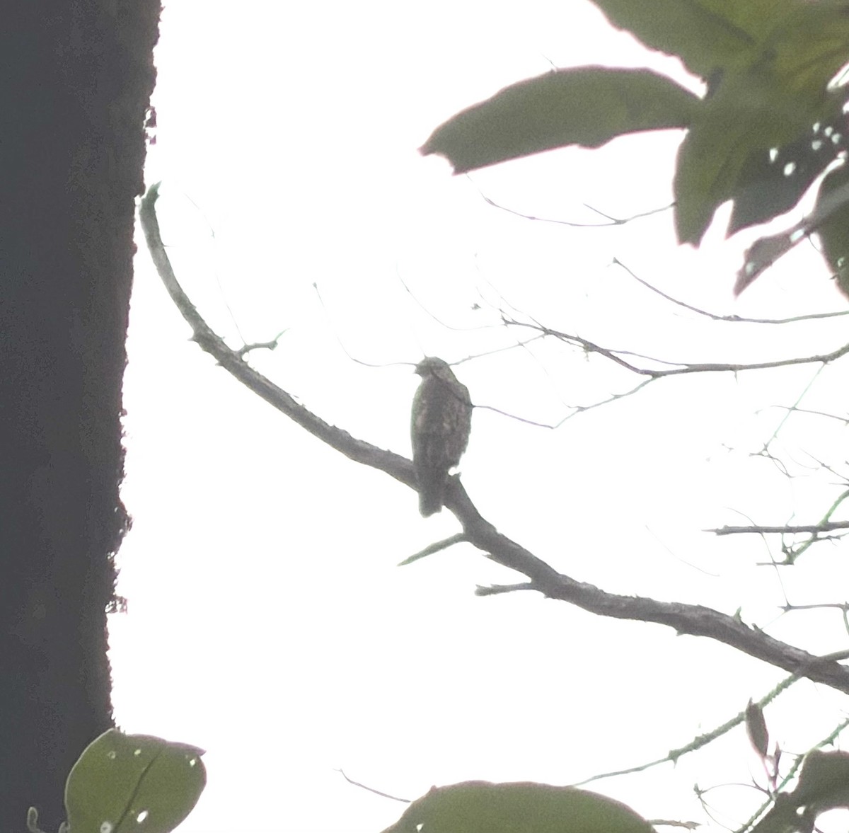 tanımsız Buteo sp. - ML650560981