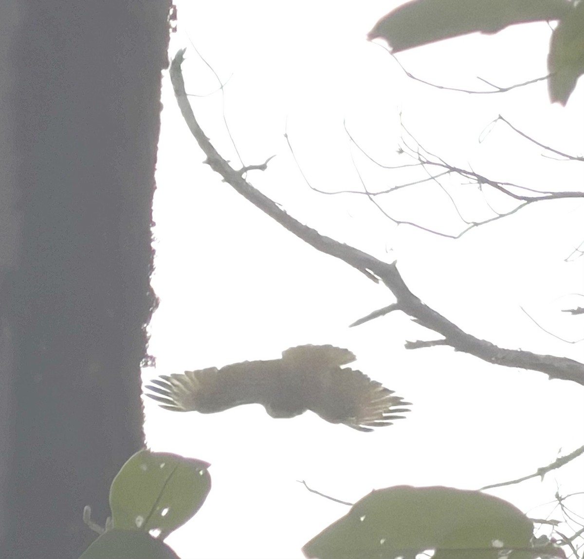 tanımsız Buteo sp. - ML650560982