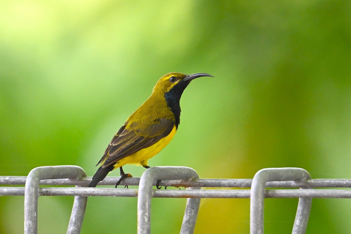 Sahul Sunbird - ML650560995