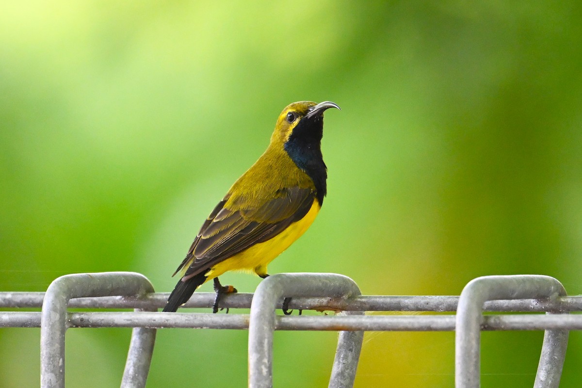 Sahul Sunbird - ML650560999