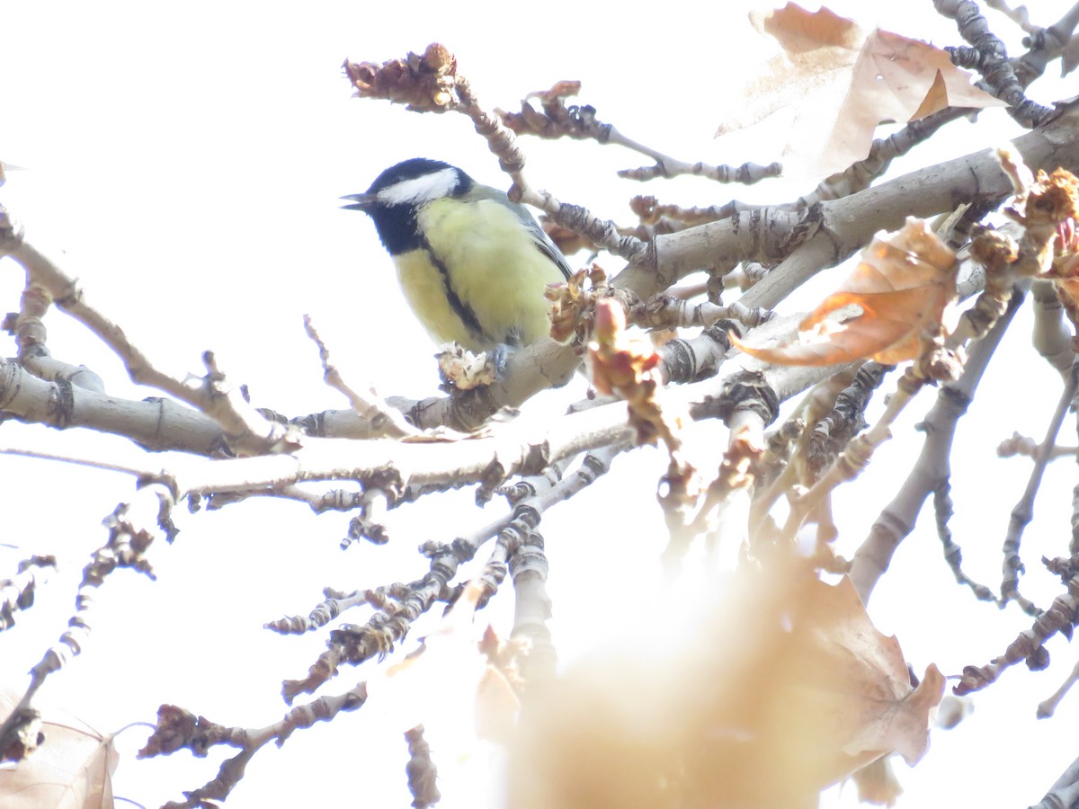 Great Tit - ML650561000