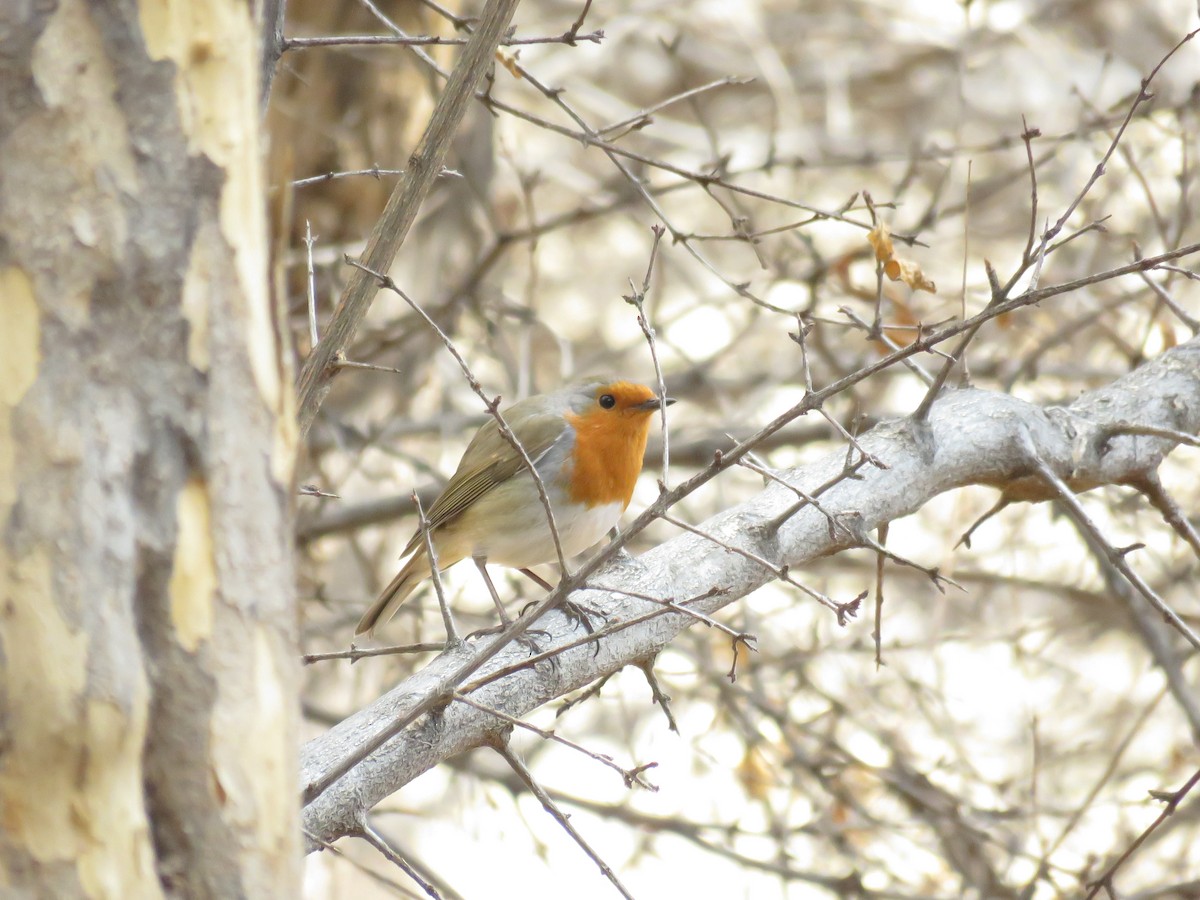 European Robin - ML650561002