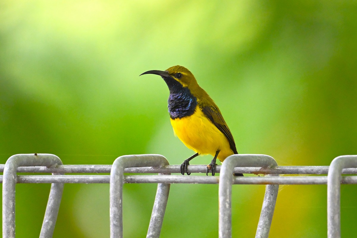 Sahul Sunbird - ML650561005