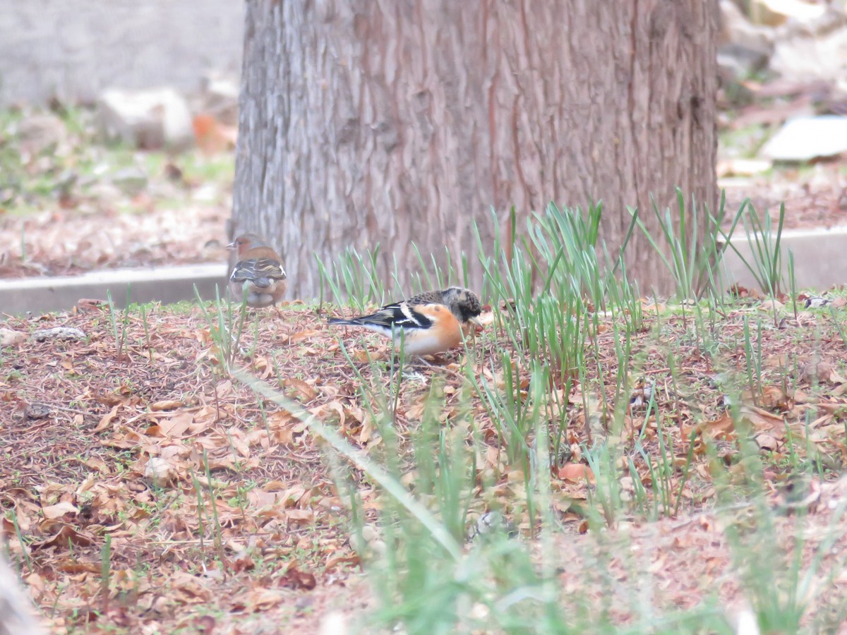 Brambling - ML650561007