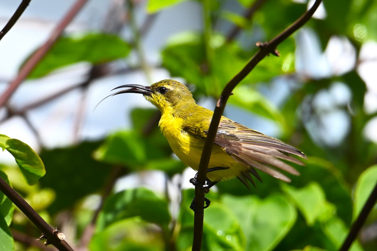 Sahul Sunbird - ML650561027