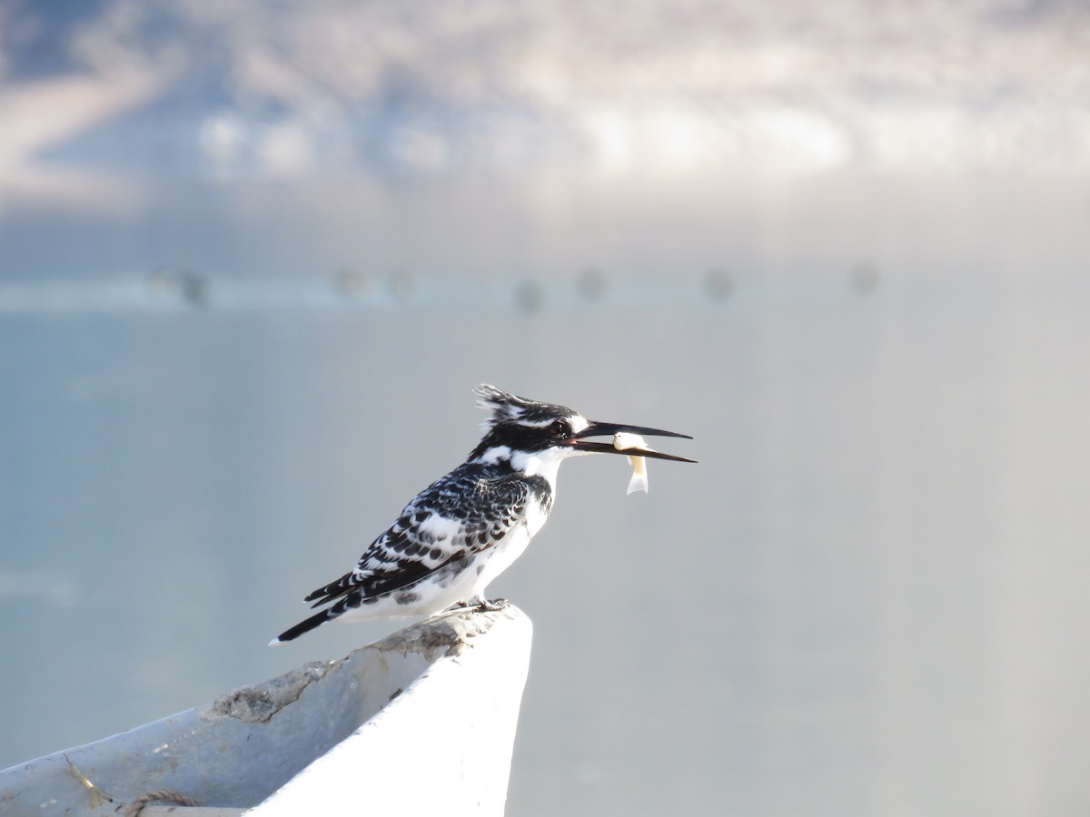 Pied Kingfisher - ML650561042