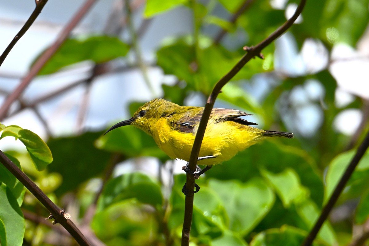 Sahul Sunbird - ML650561043