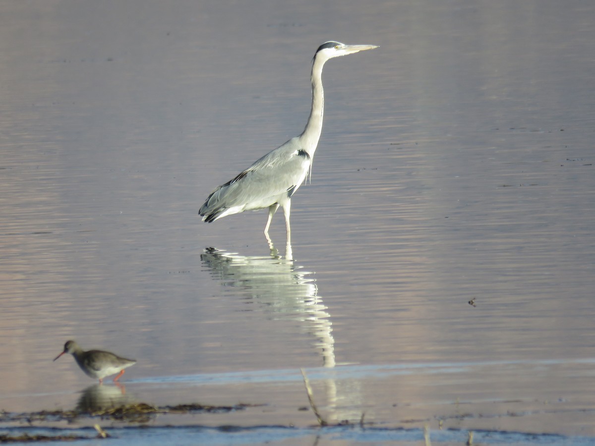Gray Heron - ML650561044