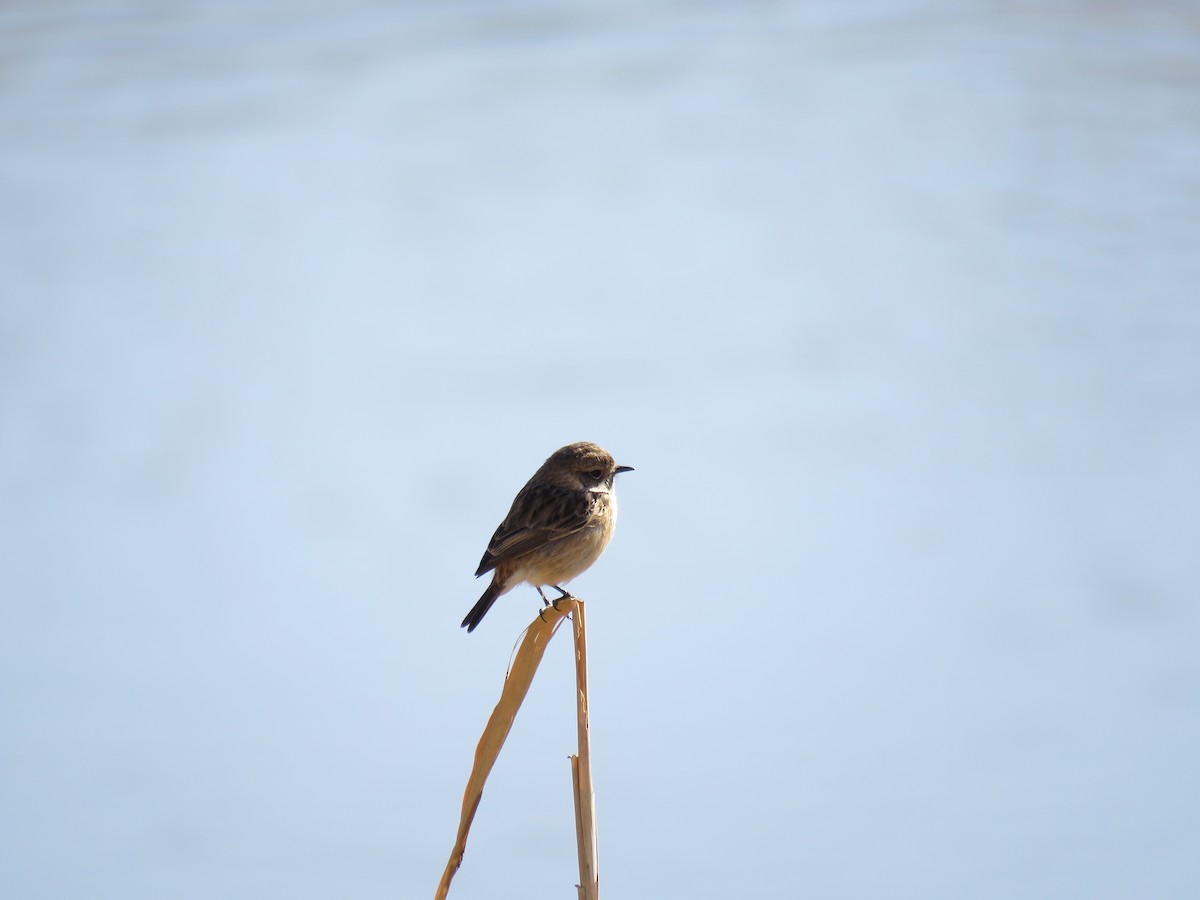 European Stonechat - ML650561072