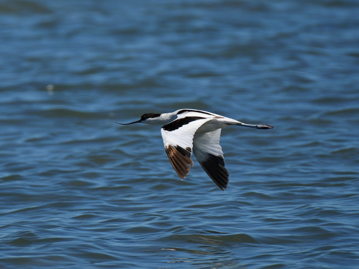 Pied Avocet - ML650561182