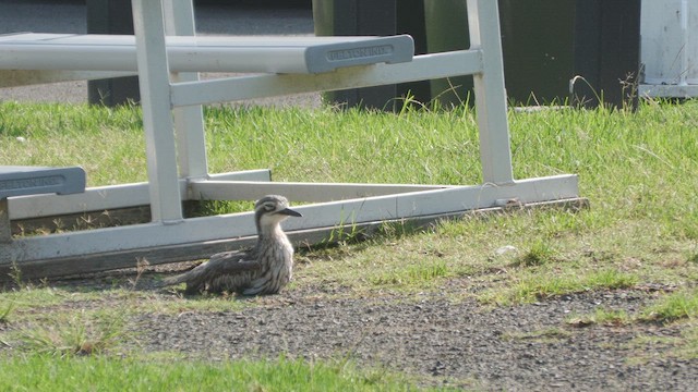 Лежень австралійський - ML650561225