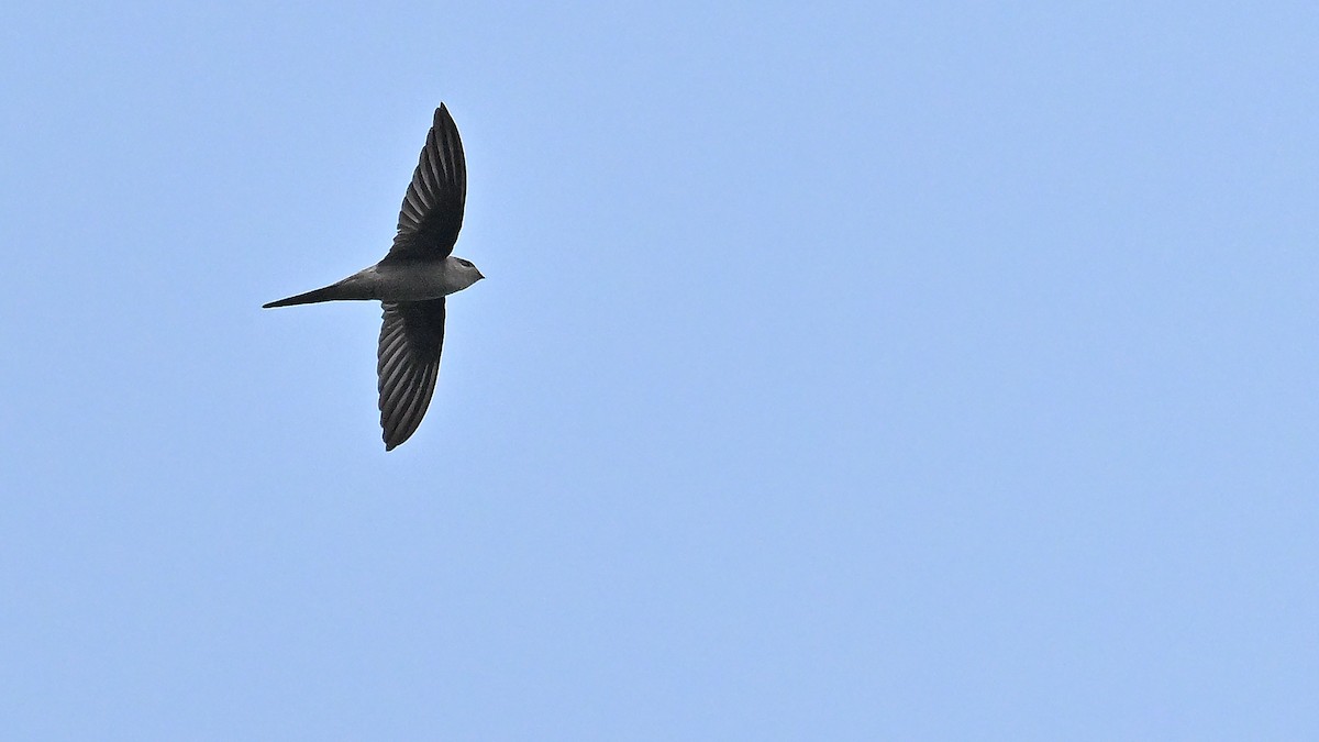 Asian Palm Swift - ML650561666