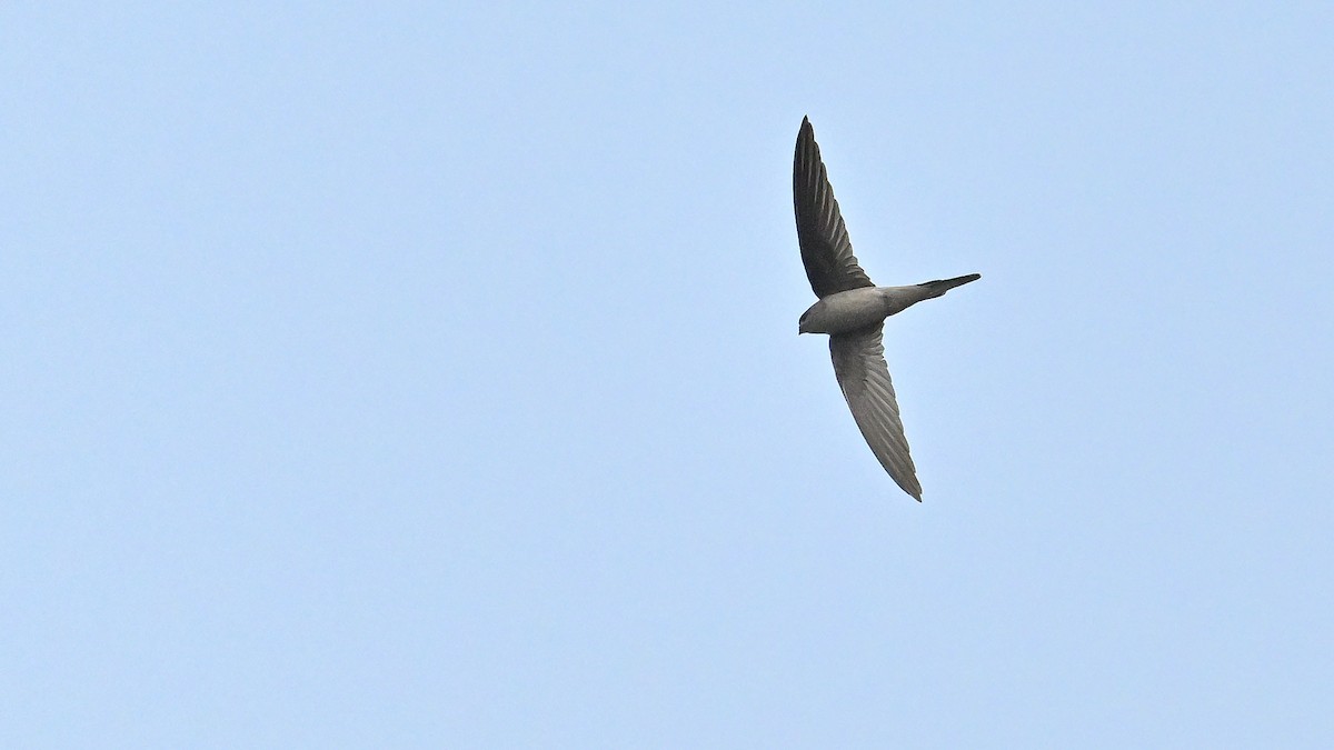 Asian Palm Swift - ML650561667