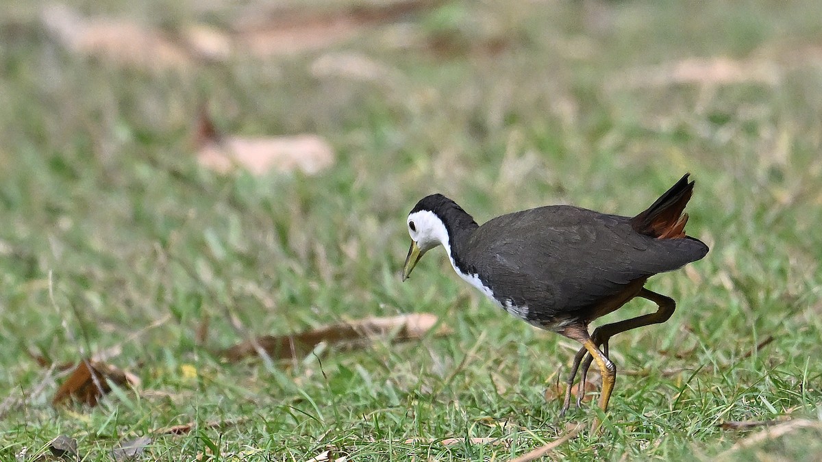 White-breasted Waterhen - ML650561672