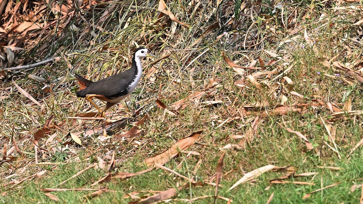 White-breasted Waterhen - ML650561673