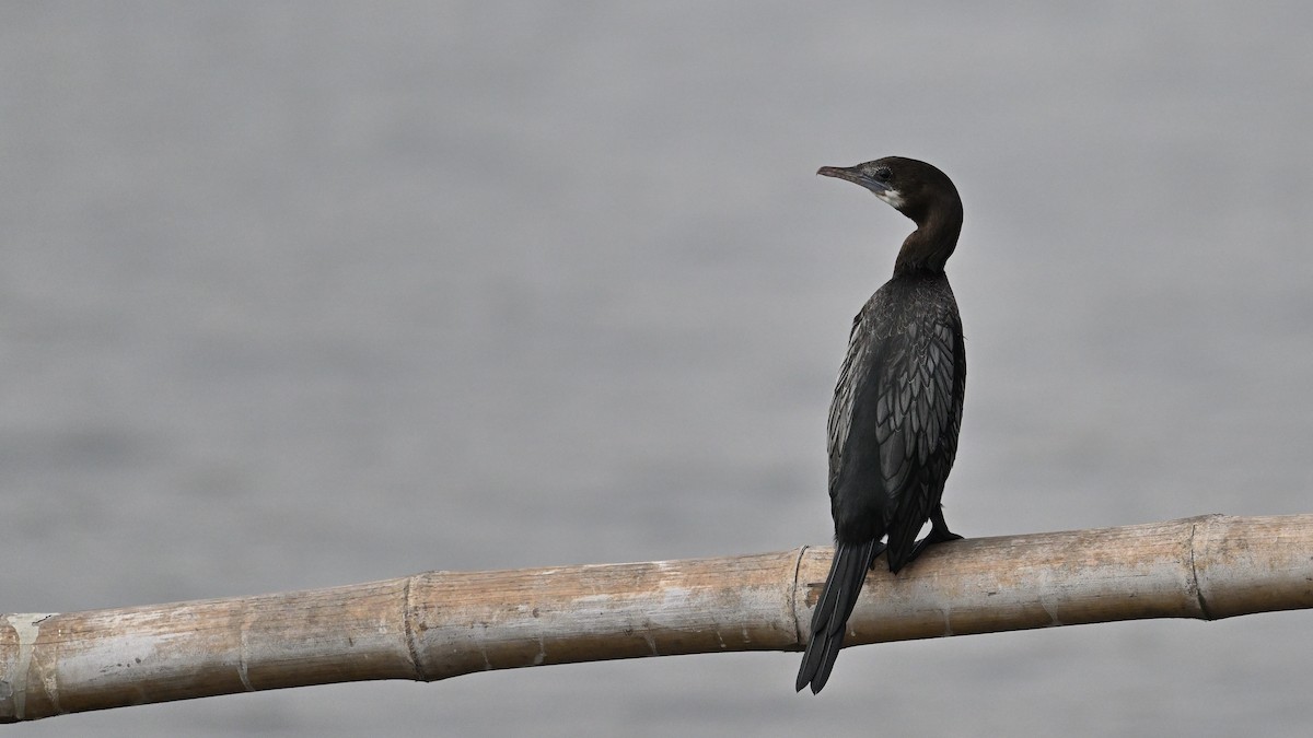 Little Cormorant - ML650561681