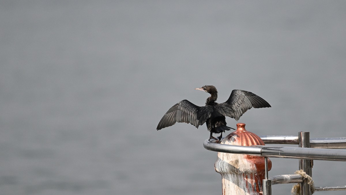 Little Cormorant - ML650561682