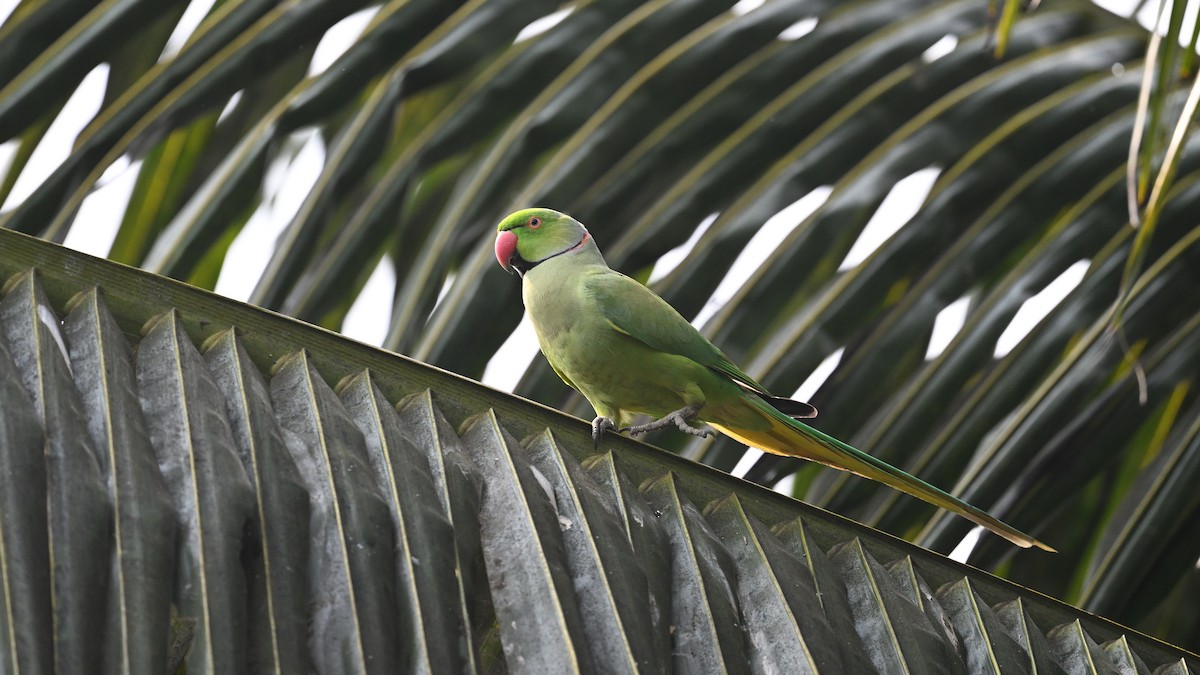 Rose-ringed Parakeet - ML650561693
