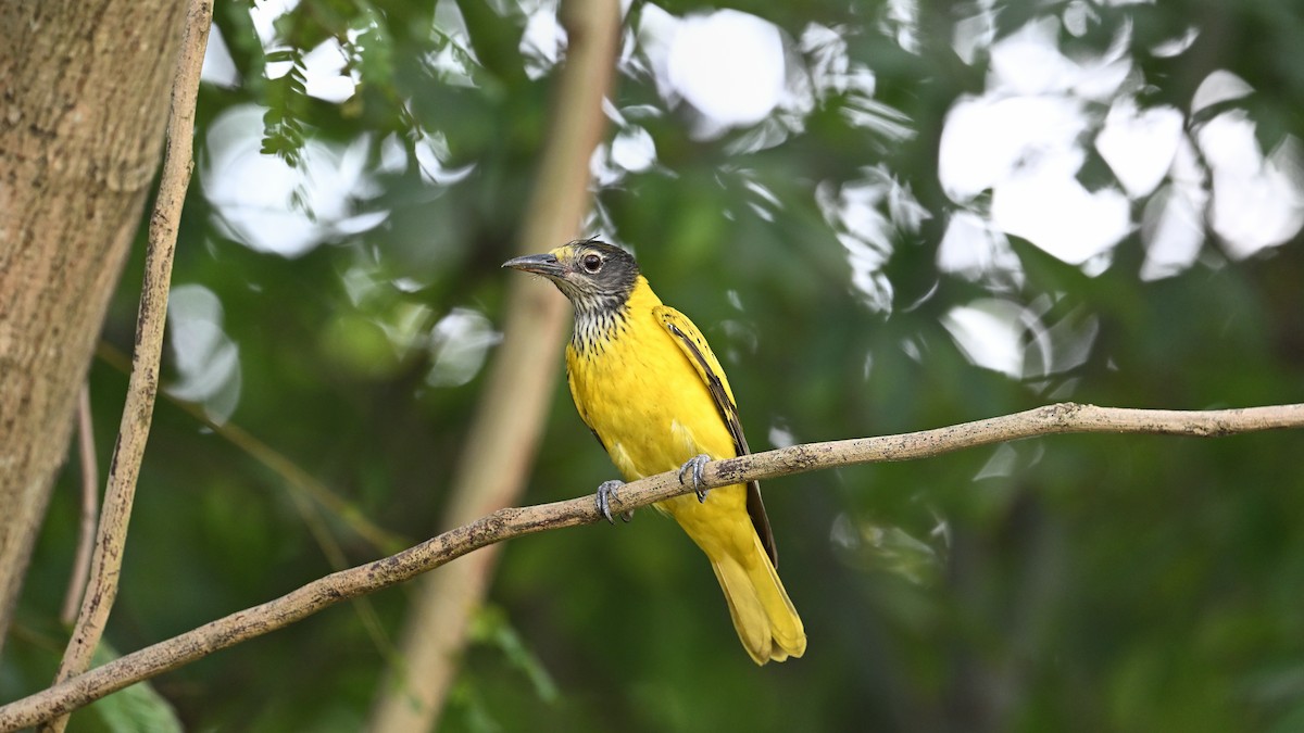 Black-hooded Oriole - ML650561698